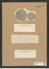 Coscinodiscus aeginensis A. Schm. (de-Toni-Nr.: Genus 202, Species 4930) Zeichnungen Sammlung Grunow Nr. 8513 (NHMW-BOT-W0378134)